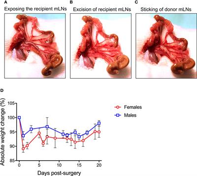 Mesenteric Lymph Node Transplantation in Mice to Study Immune Responses of the Gastrointestinal Tract